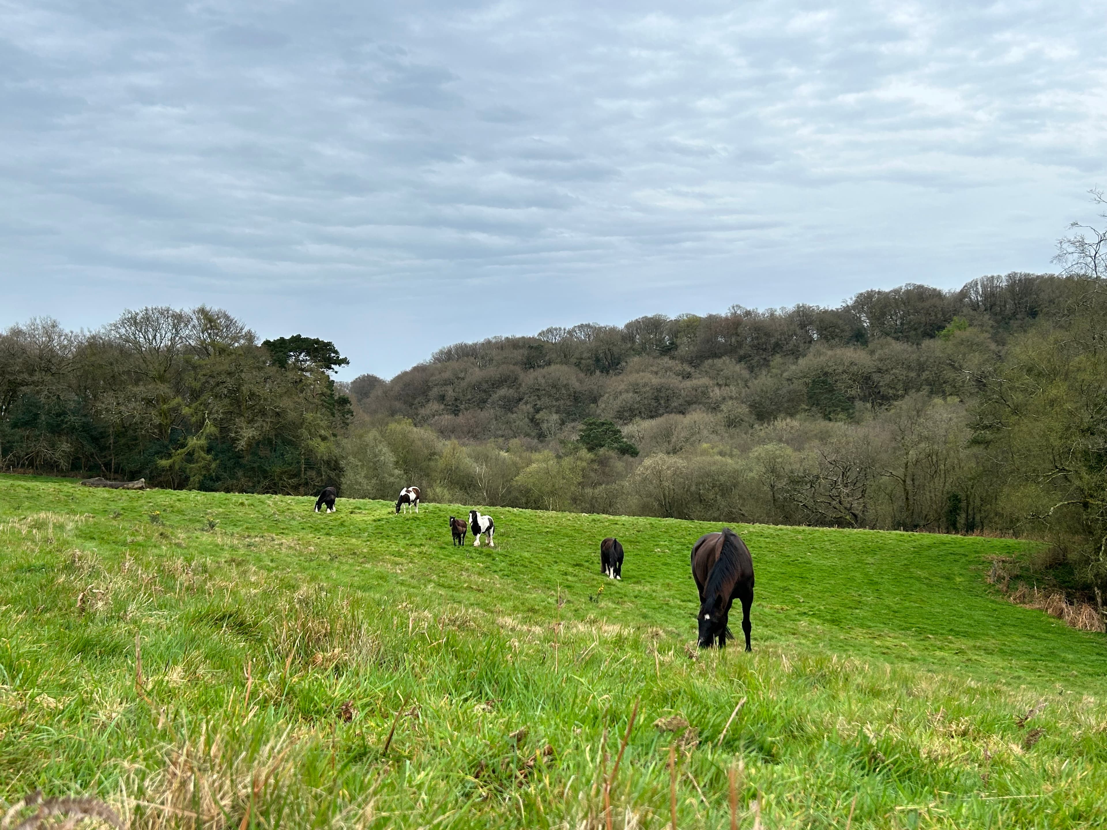Horse in natural setting