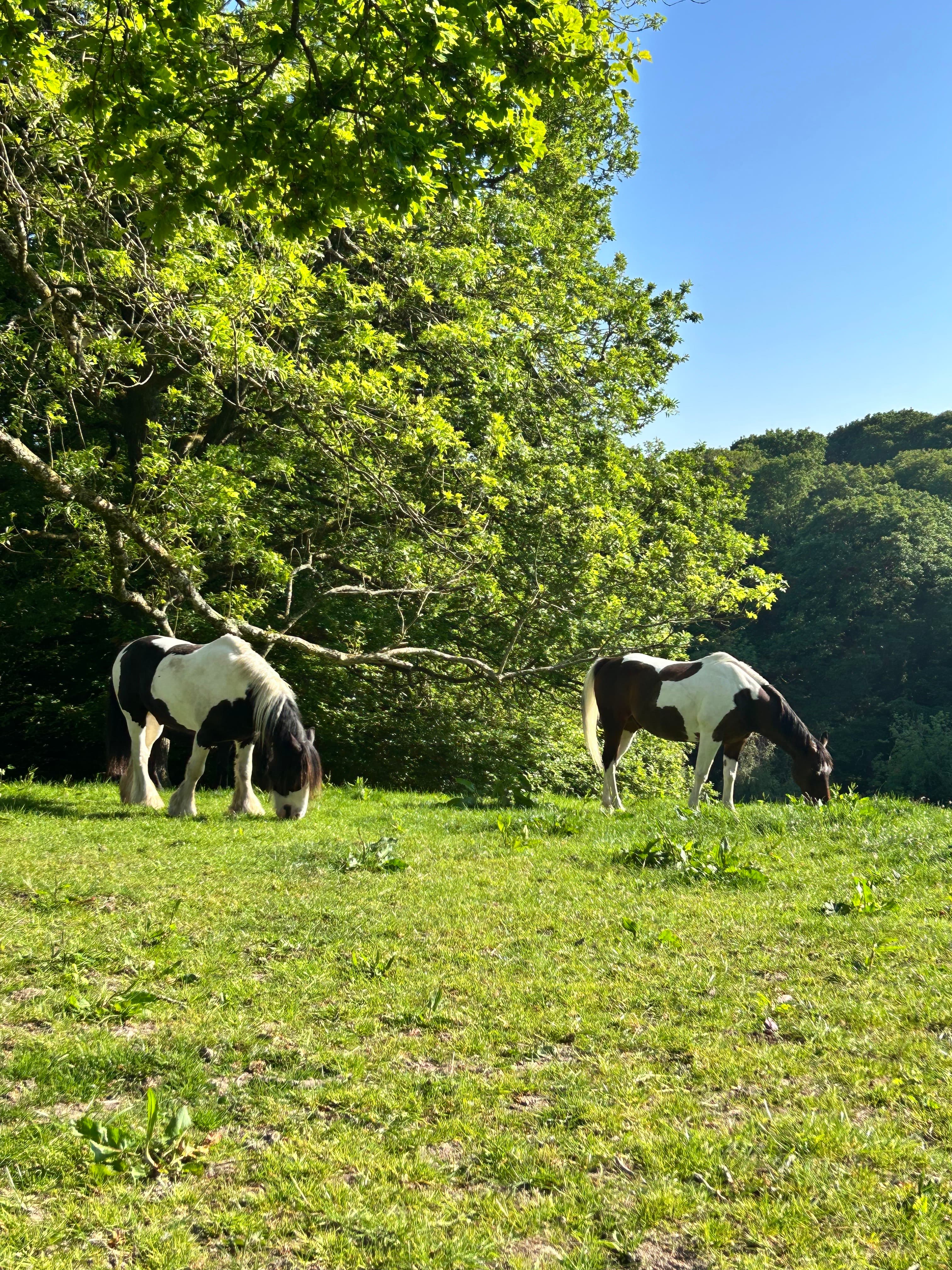 Horses grazing peacefully in natural herd environment