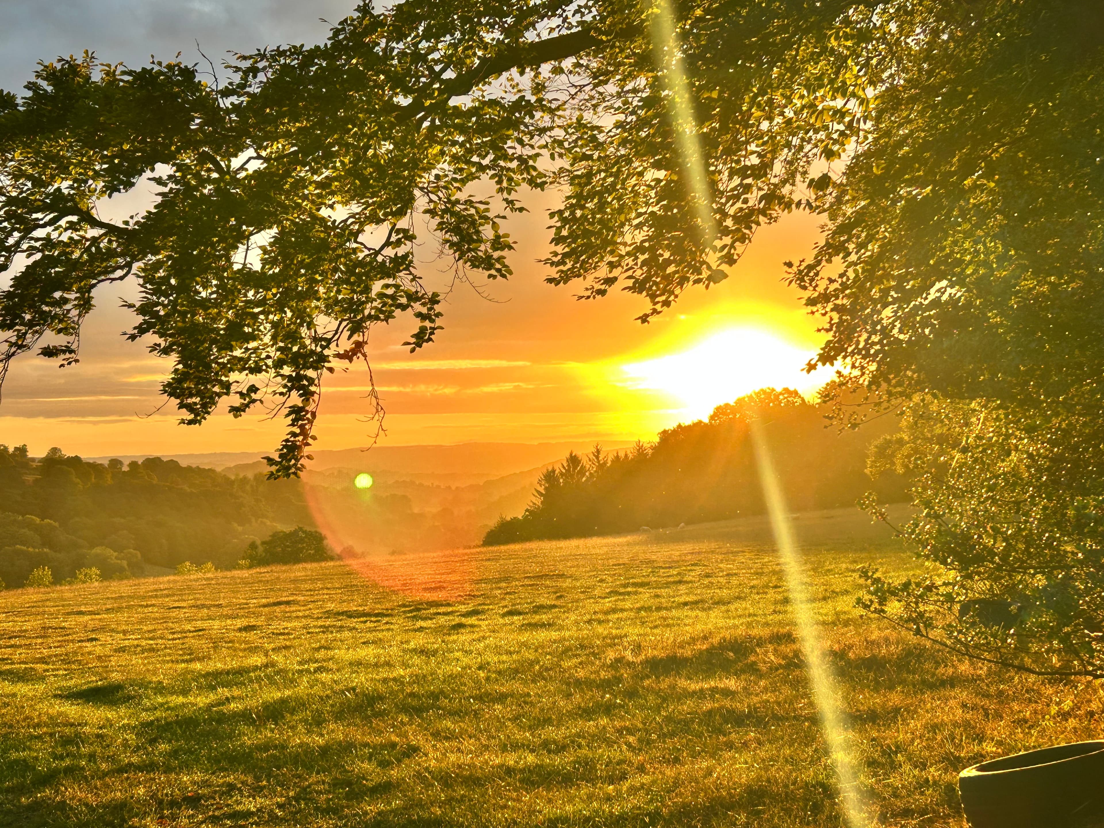 Horses in natural herd environment